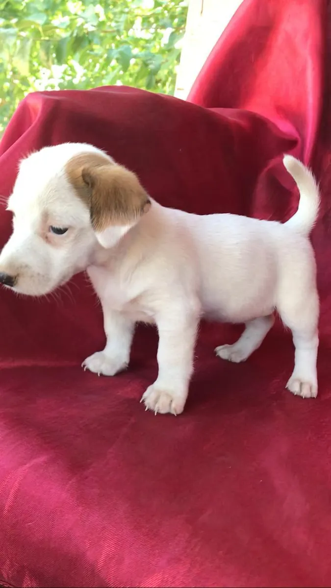 Chiots Jack Russell Terrier (mâles et femelles) à donner gratuitement
