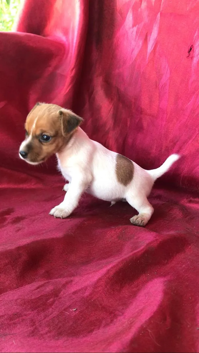 Chiots Jack Russell Terrier (mâles et femelles) à donner gratuitement