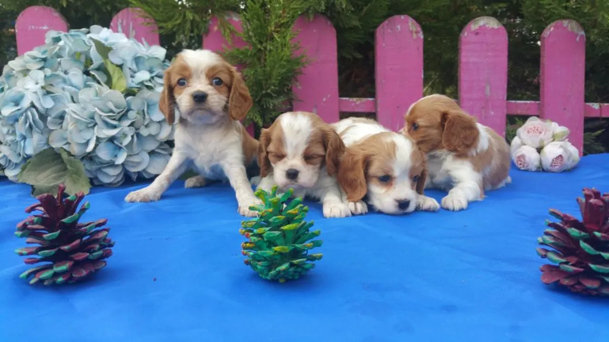 Chiots Cavalier King Charles Spaniel (mâles et femelles) à donner