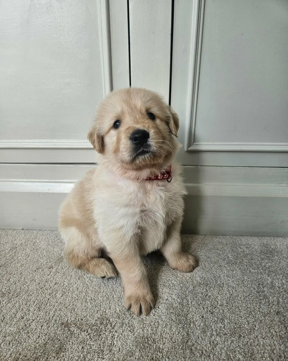 Chiots Golden Retriever (mâles et femelles) gratuits