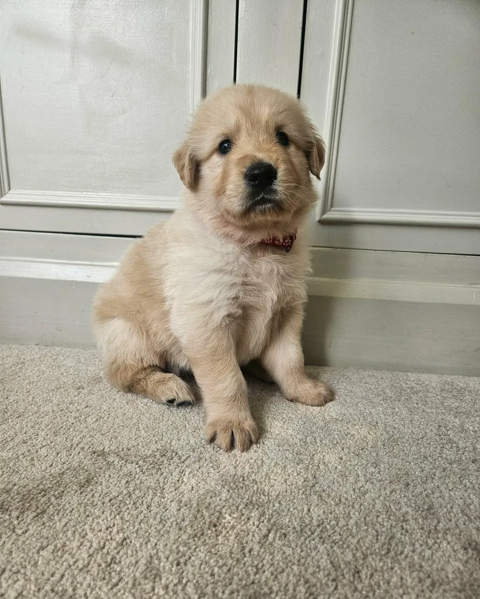Chiots Golden Retriever (mâles et femelles) gratuits