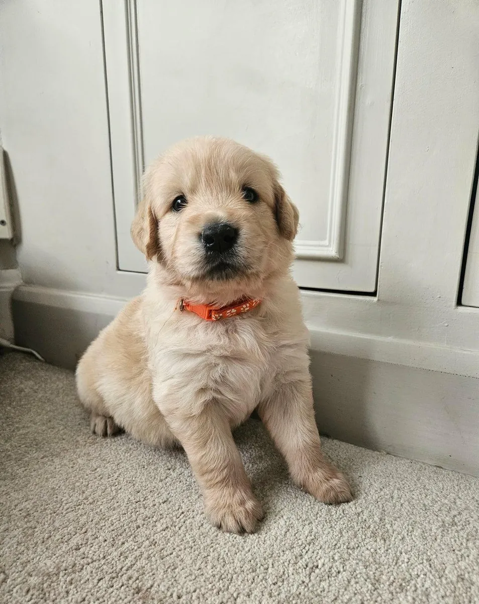 Chiots Golden Retriever (mâles et femelles) gratuits