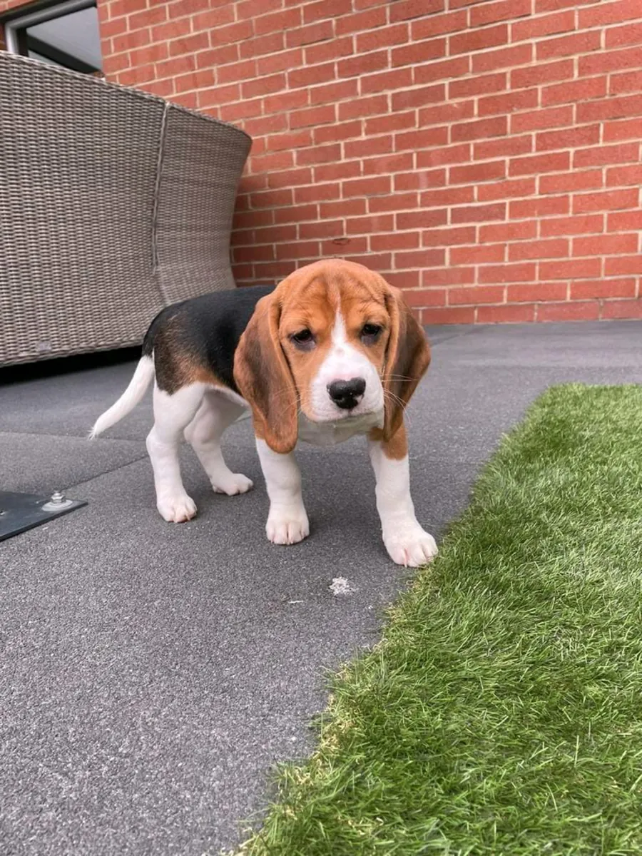 Cachorros de Beagle (macho y hembra) en regalo