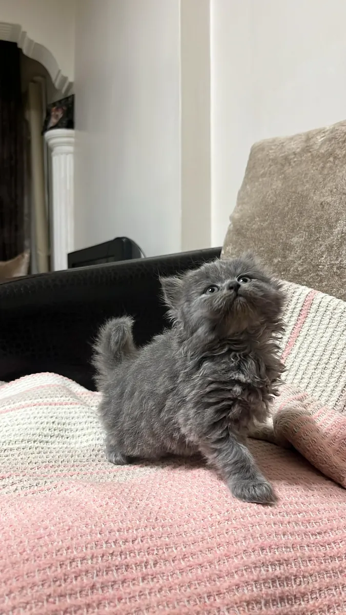 Cachorros británicos y escoceses