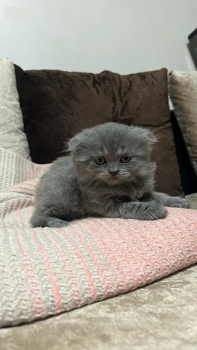 Cachorros británicos y escoceses