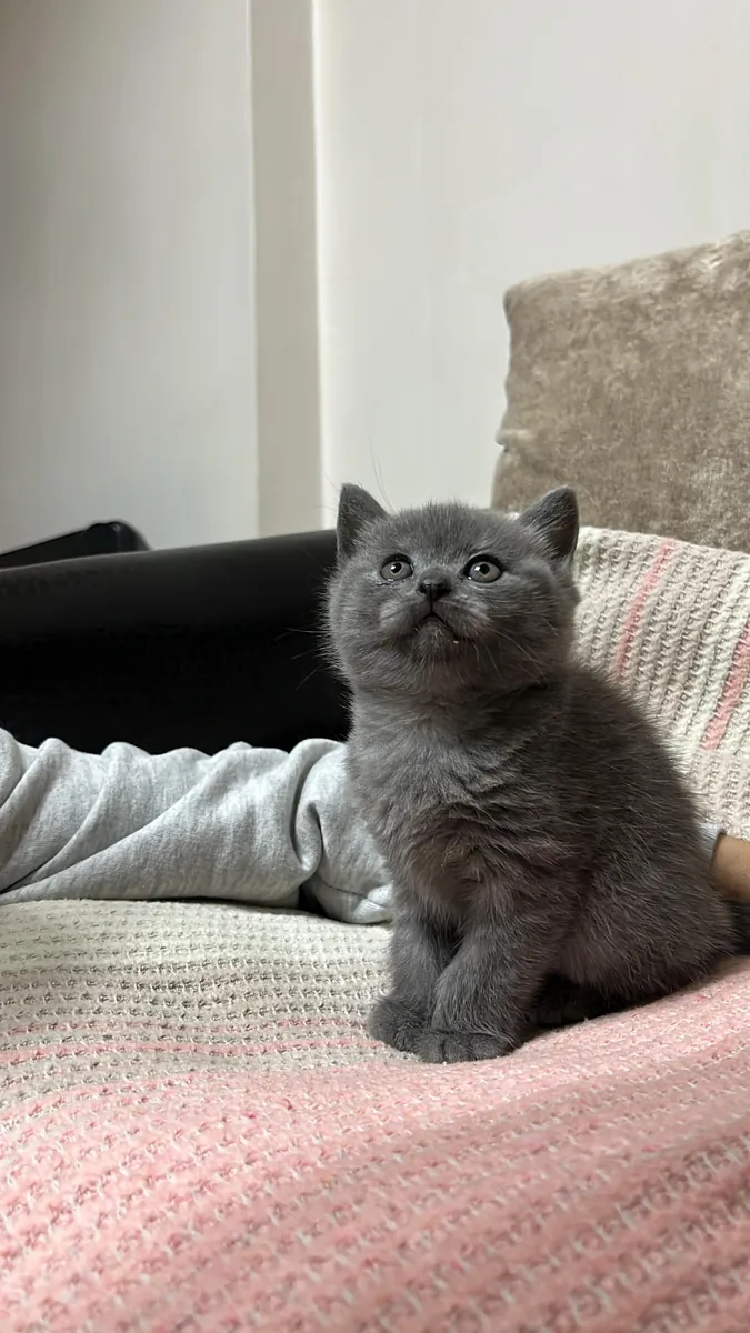 Cachorros británicos y escoceses