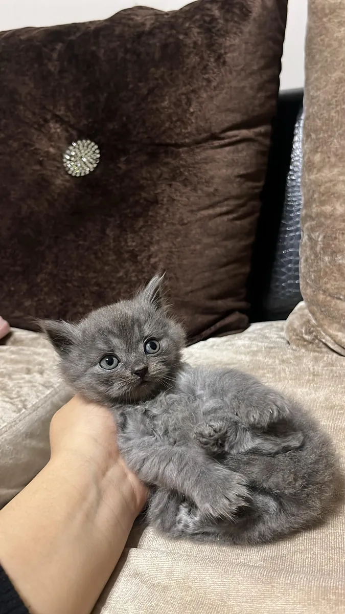 Cachorros británicos y escoceses