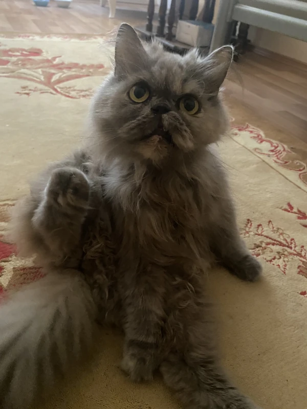 eva