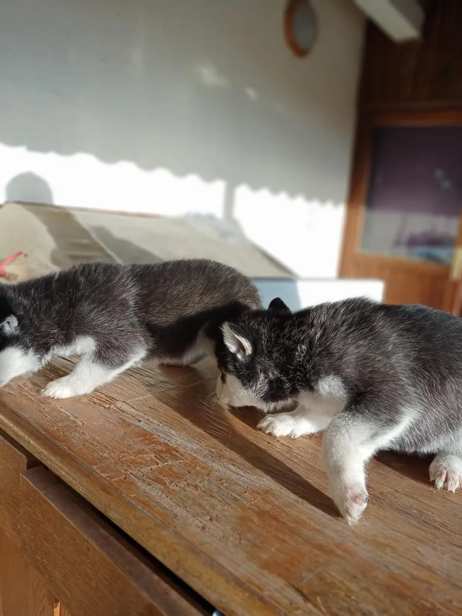 Chiots Husky de Sibérie mâles et femelles à offrir