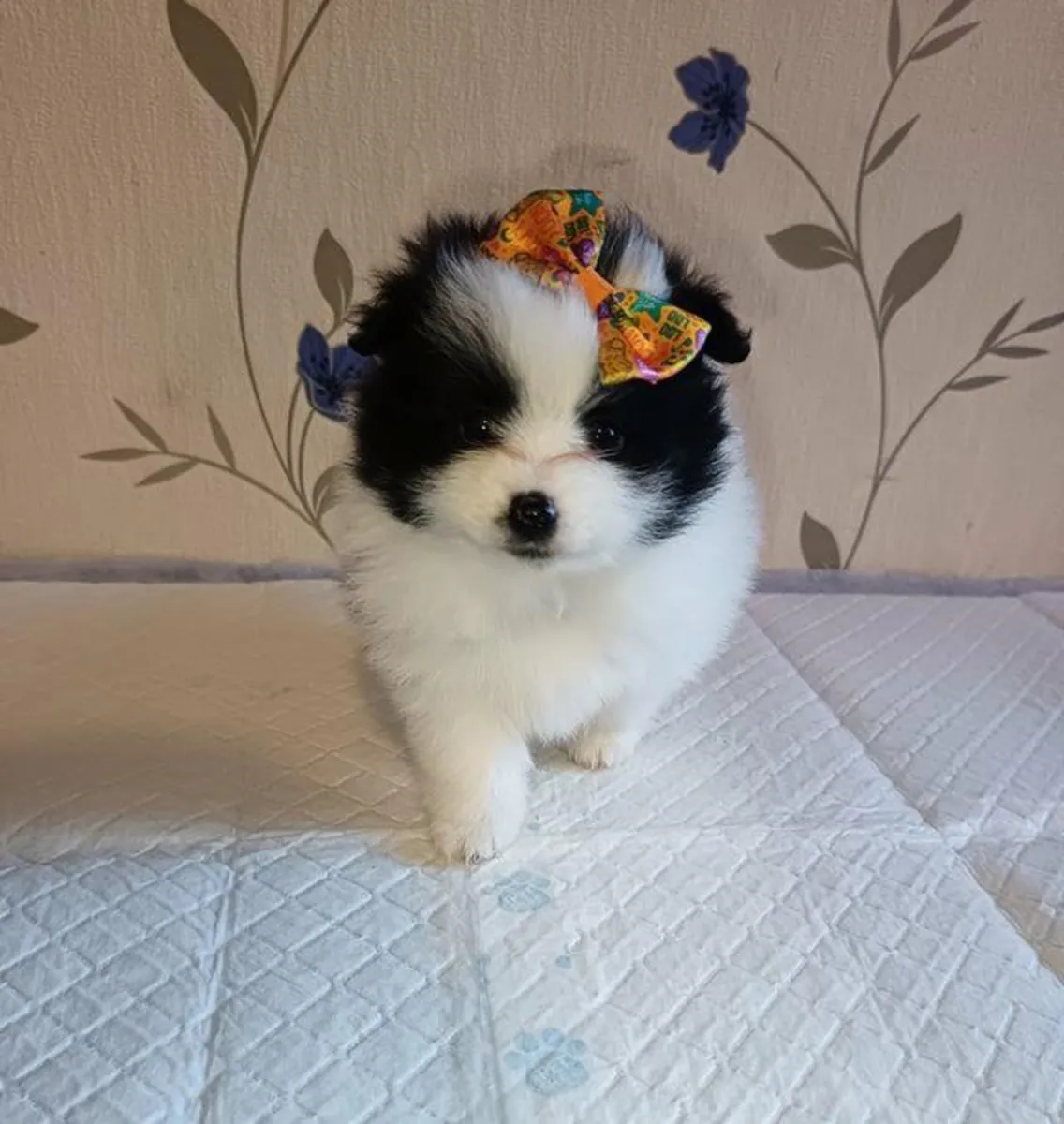 Gift male and female Pomeranian puppies