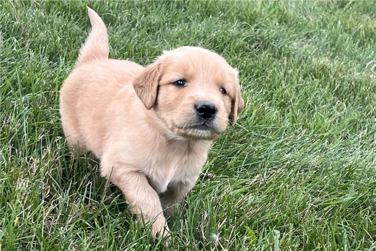 赠送金毛寻回犬幼犬（公母都有）
