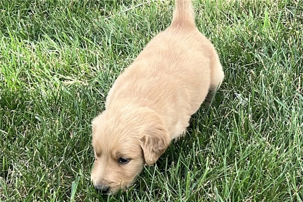 赠送金毛寻回犬幼犬（公母都有）