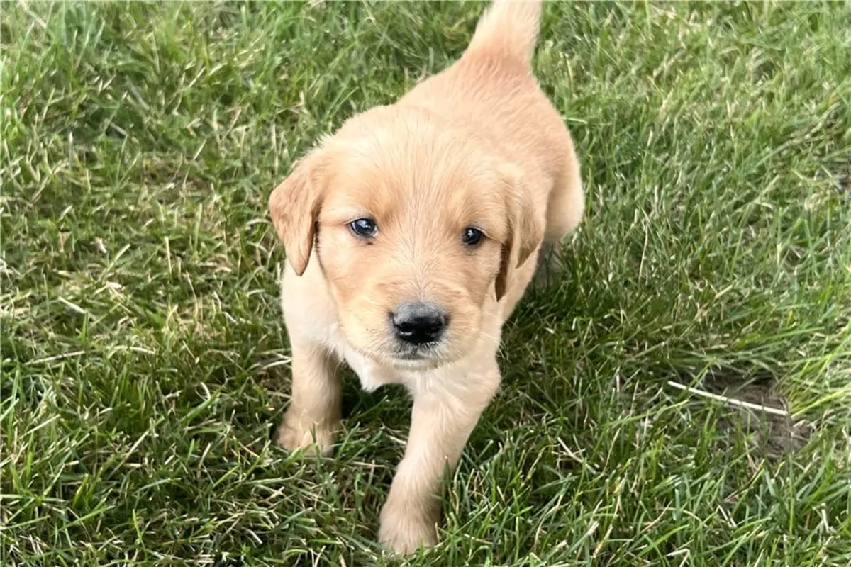 赠送金毛寻回犬幼犬（公母都有）