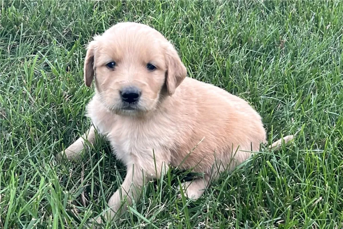 赠送金毛寻回犬幼犬（公母都有）