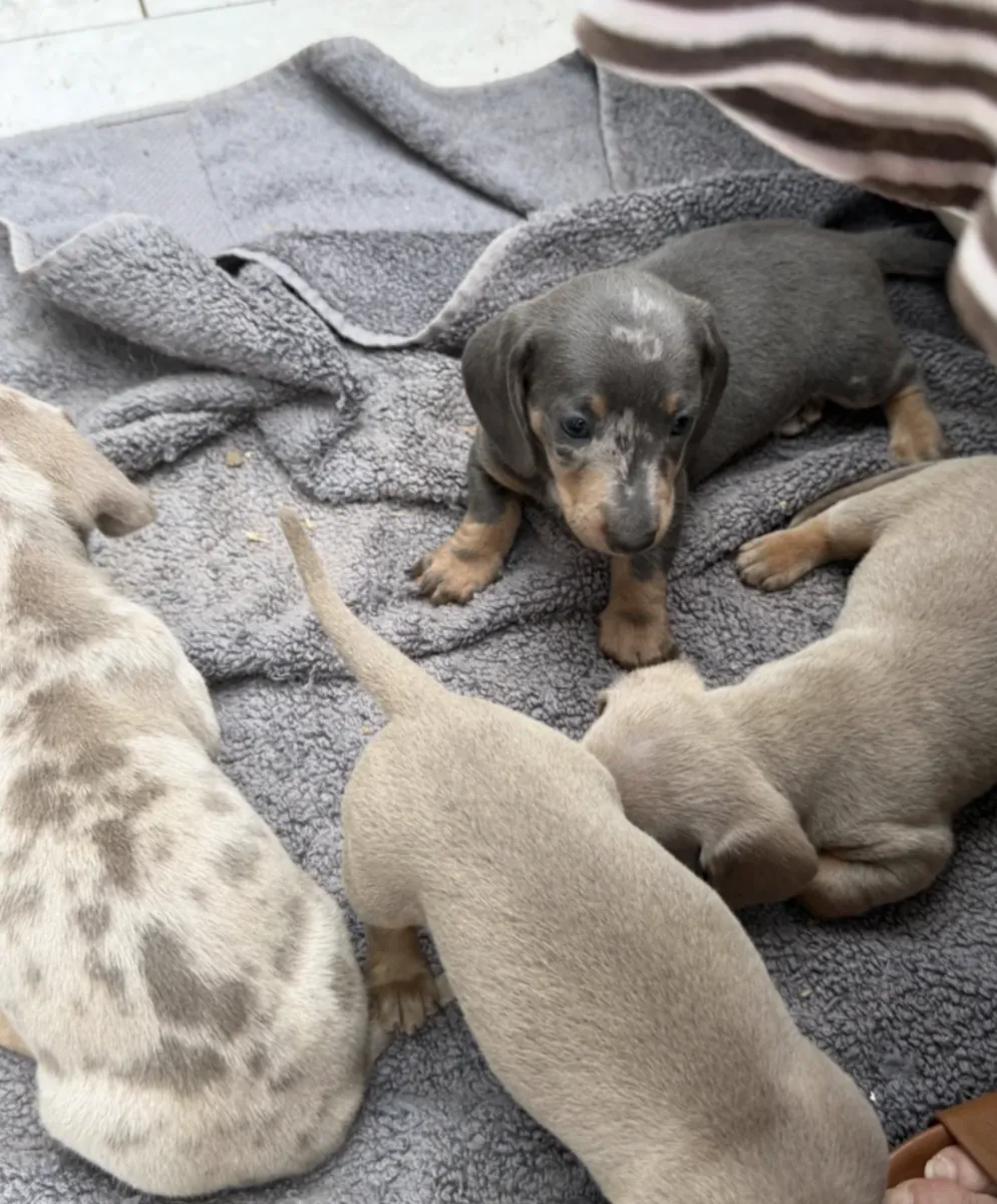 赠送腊肠犬幼犬（公母都有）
