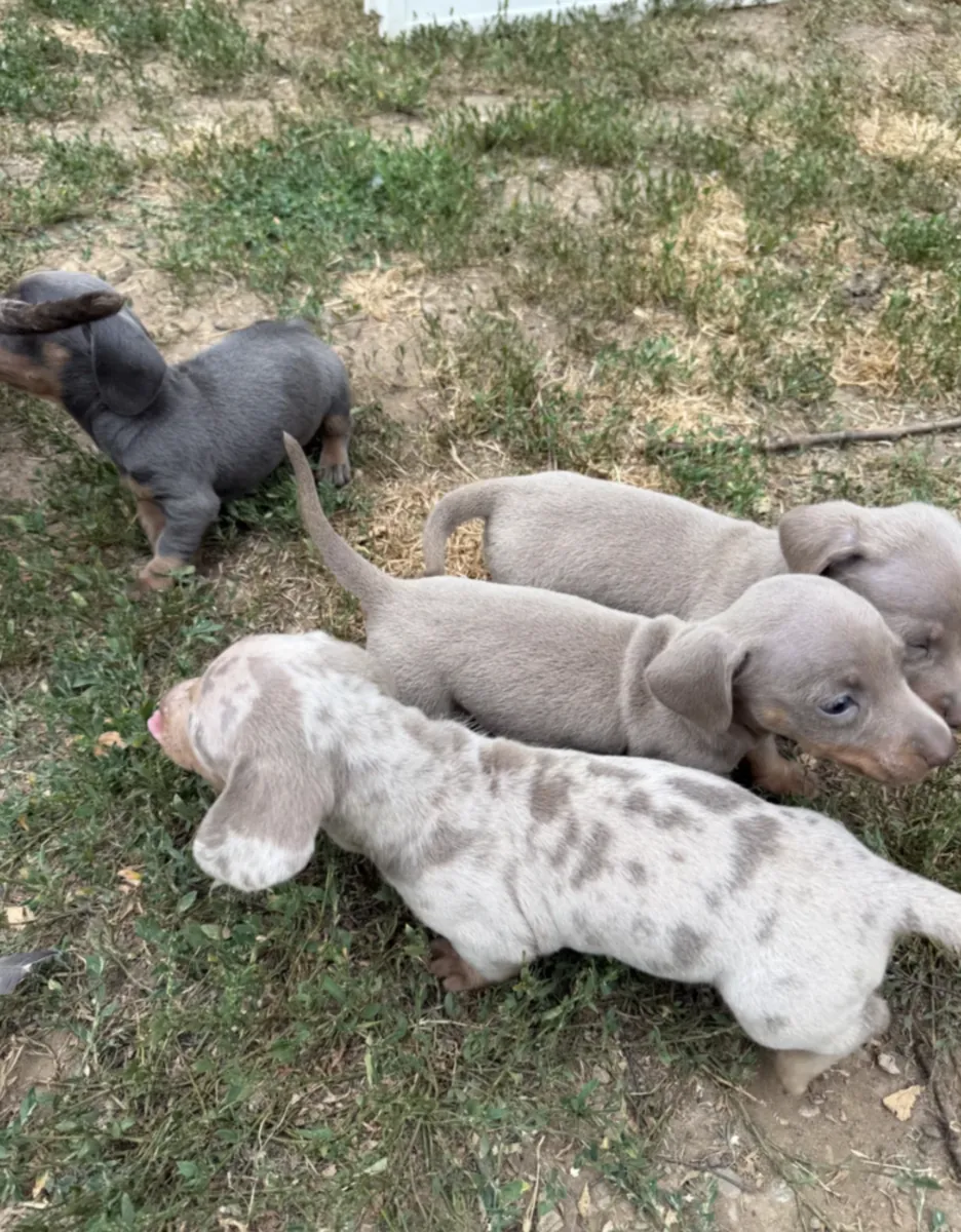 赠送腊肠犬幼犬（公母都有）