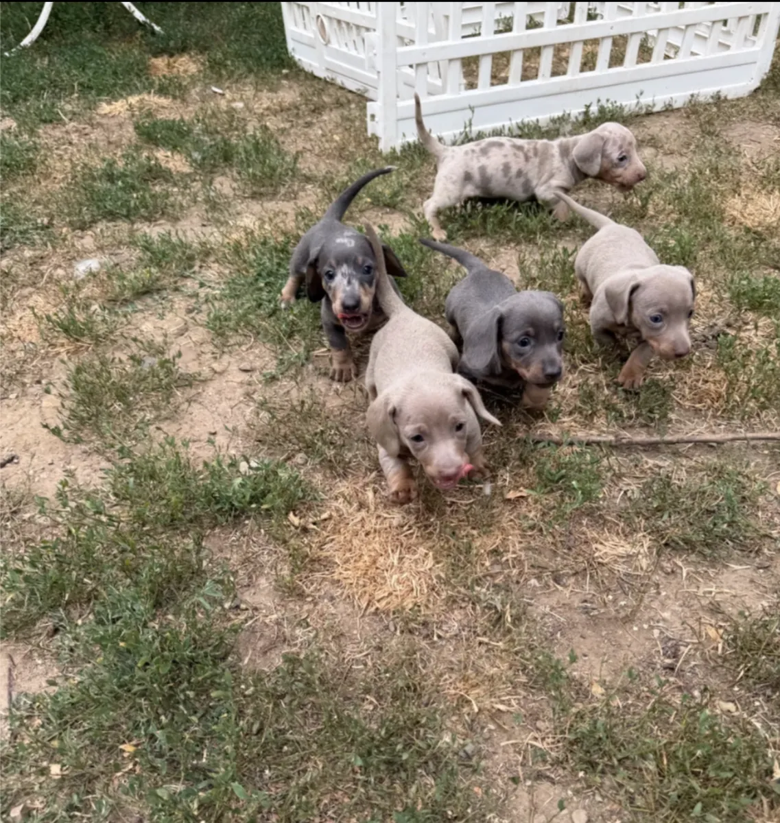 赠送腊肠犬幼犬（公母都有）