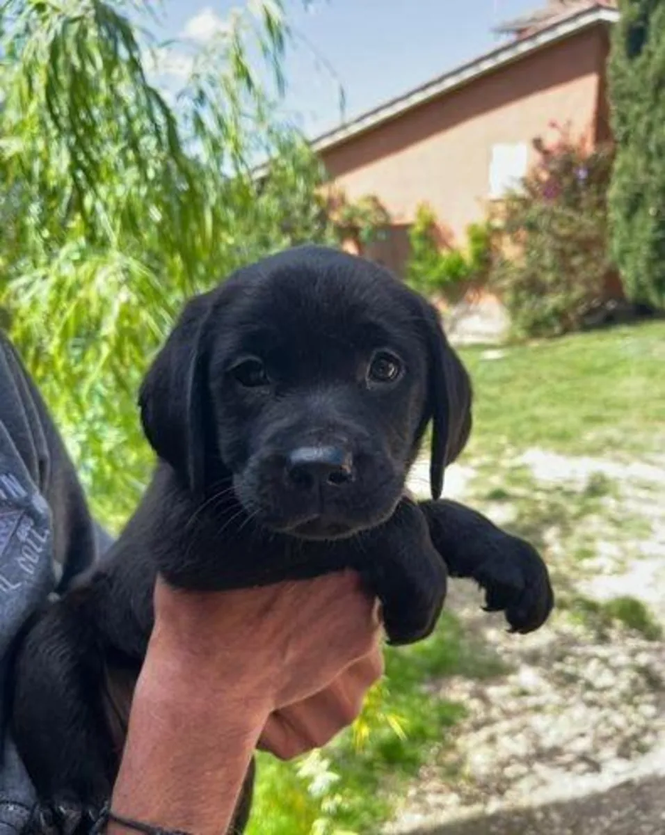 Gift male and female Labrador Retriever puppies
