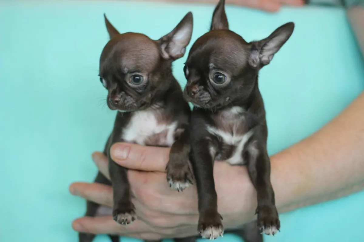 赠送吉娃娃幼犬（公母都有）