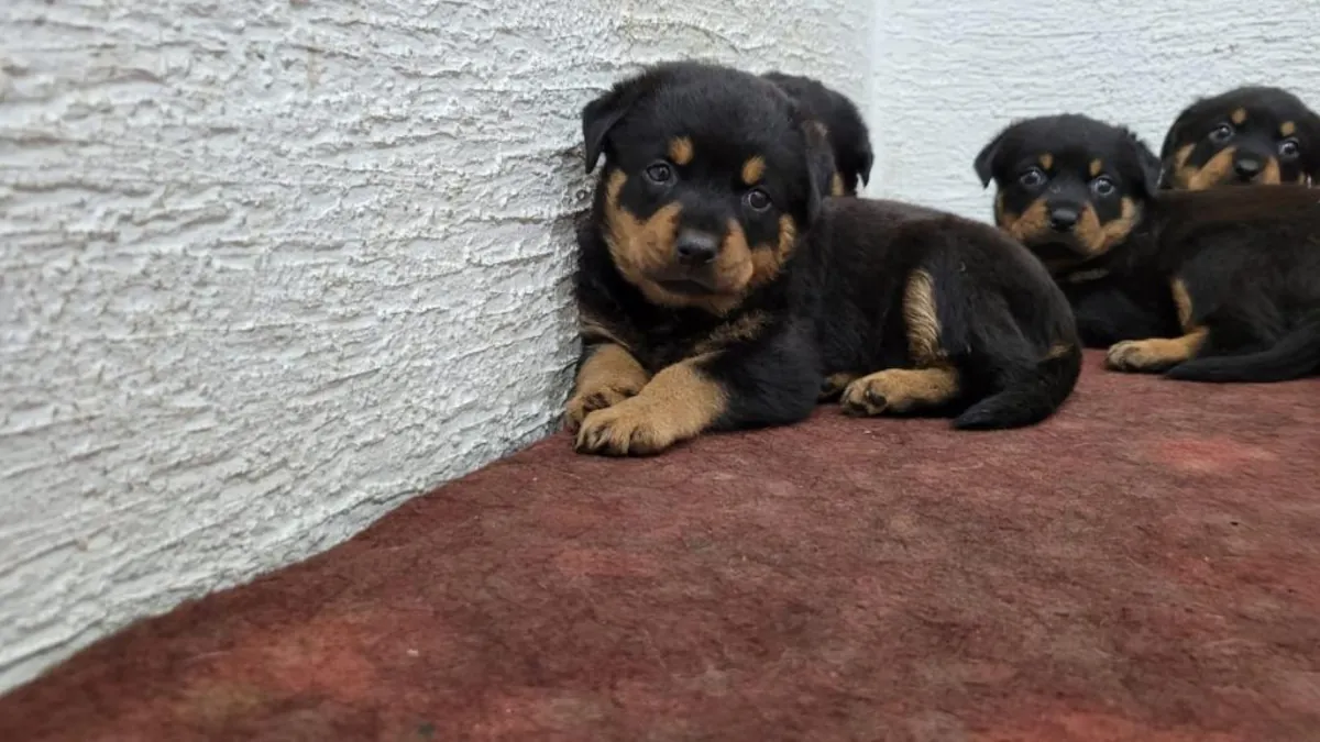 赠送罗威纳犬幼犬（公犬和母犬）