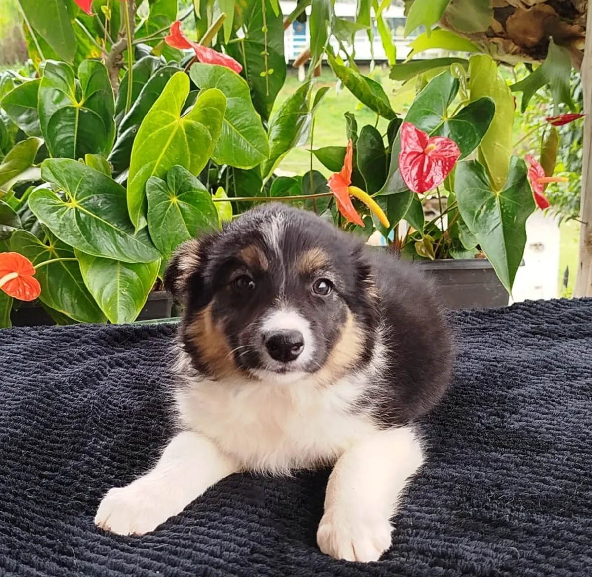 Chiots Border Collie mâles et femelles à offrir