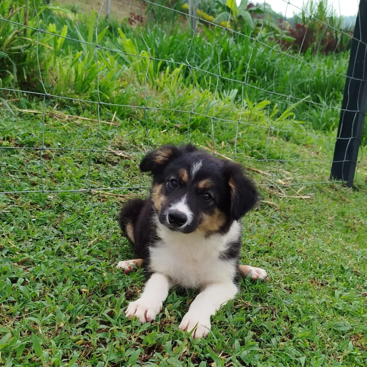 Chiots Border Collie mâles et femelles à offrir