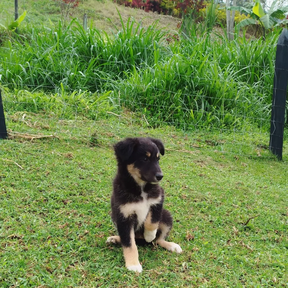 Chiots Border Collie mâles et femelles à offrir