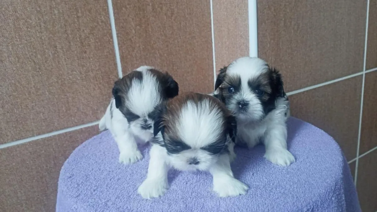Chiots Shih Tzu mâles et femelles à offrir