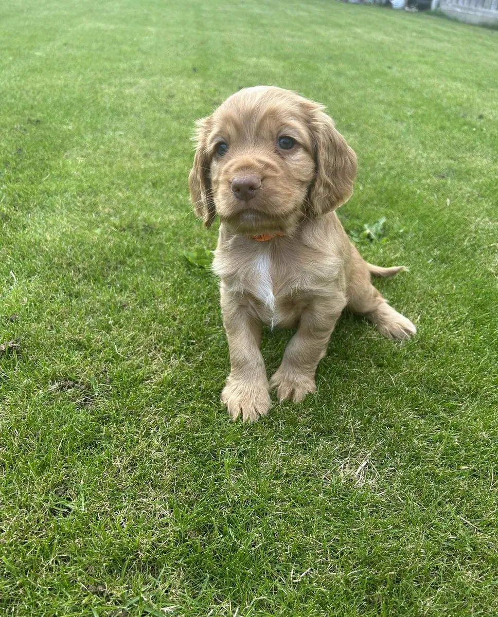 Erkek ve dişi Cocker Spaniel yavruları hediye olarak verilecektir.