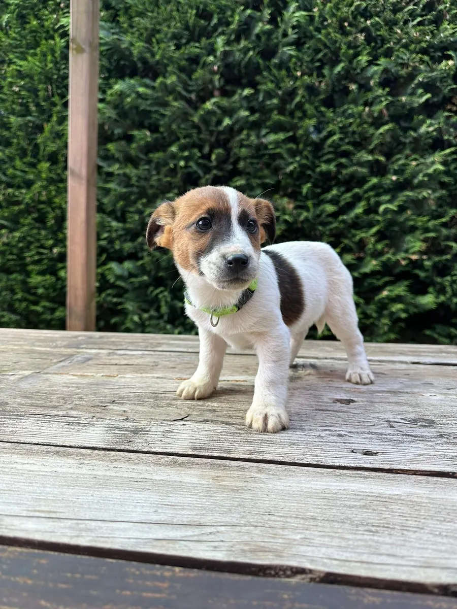 Cachorros de Jack Russell Terrier, machos y hembras, para regalar.