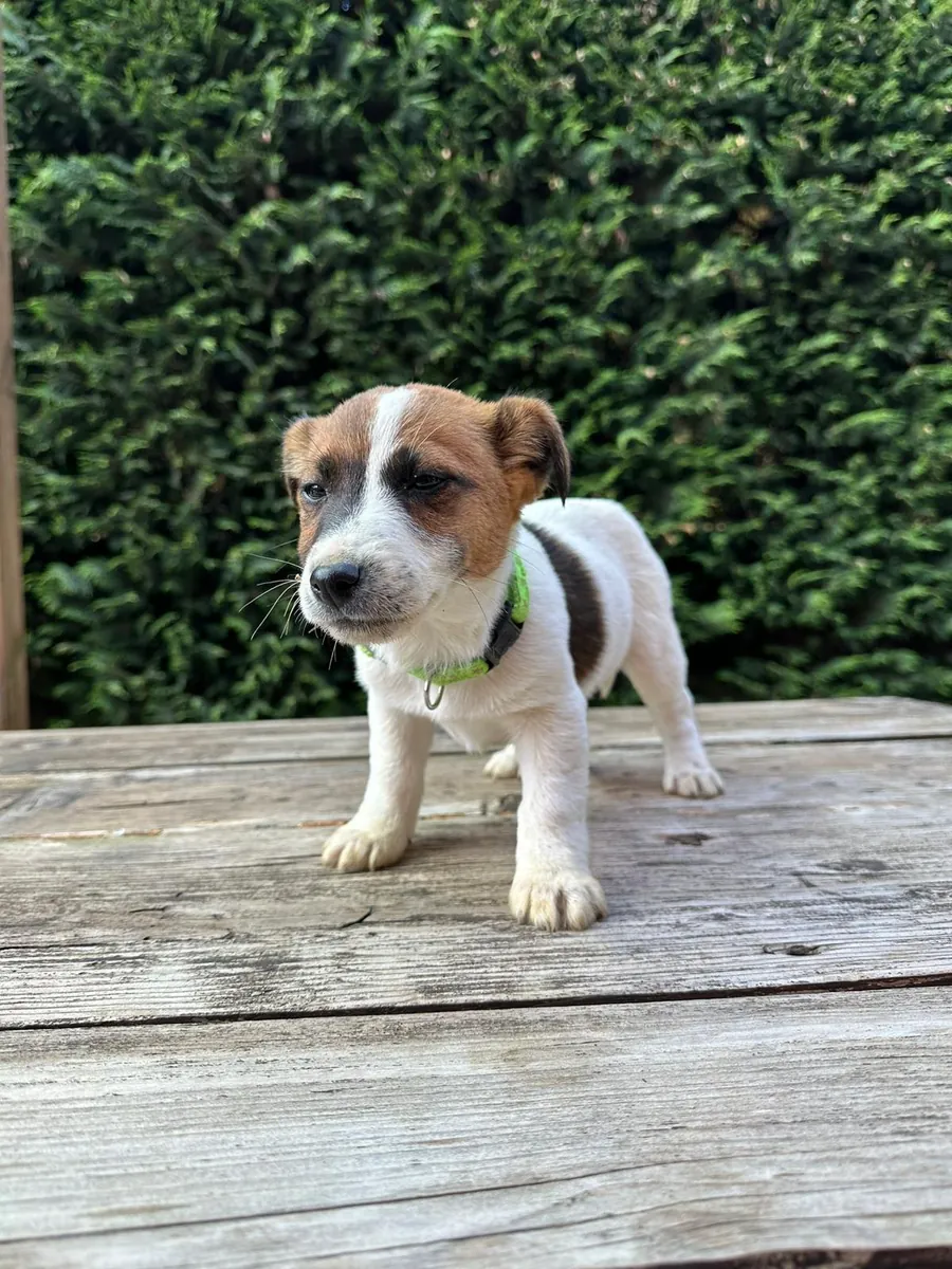 Cachorros de Jack Russell Terrier, machos y hembras, para regalar.