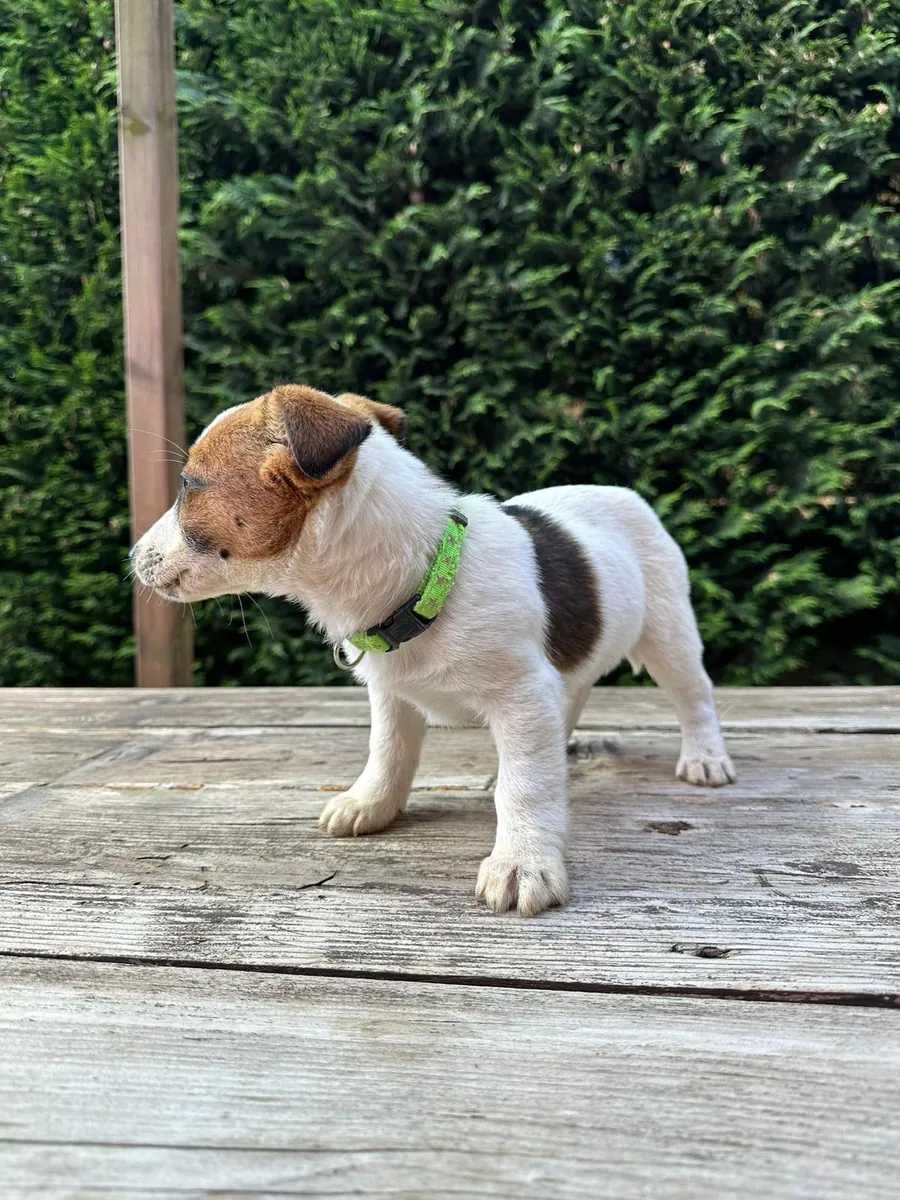 Cachorros de Jack Russell Terrier, machos y hembras, para regalar.
