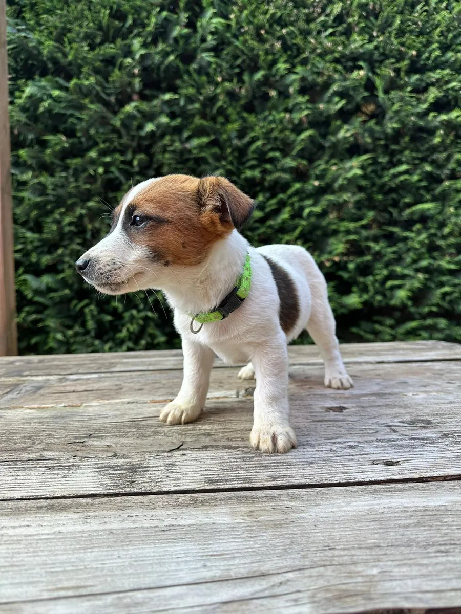 Cachorros de Jack Russell Terrier, machos y hembras, para regalar.