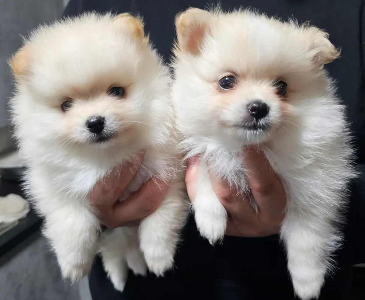 Adorables chiots Poméraniens