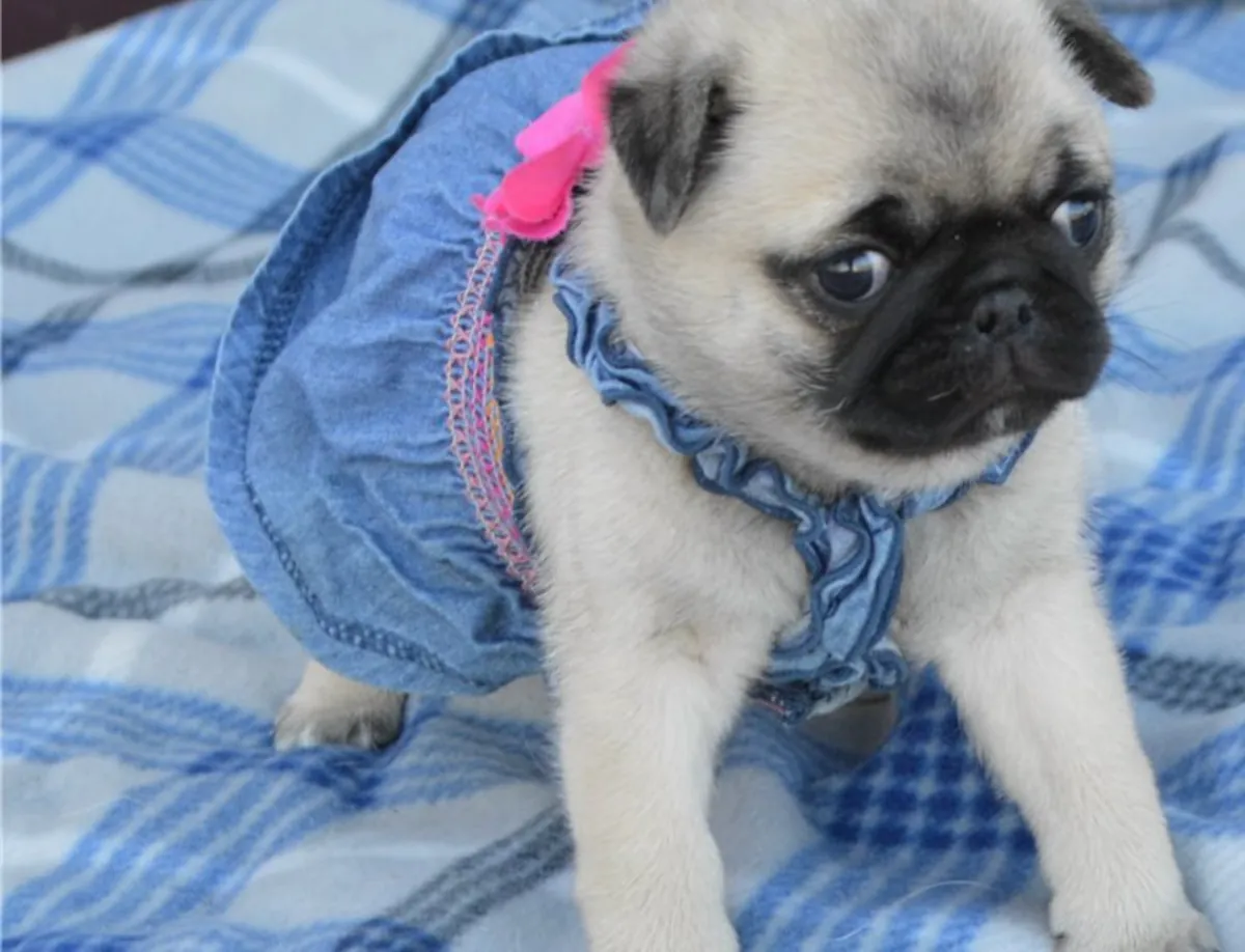 Adorables chiots carlins, disponibles immédiatement.