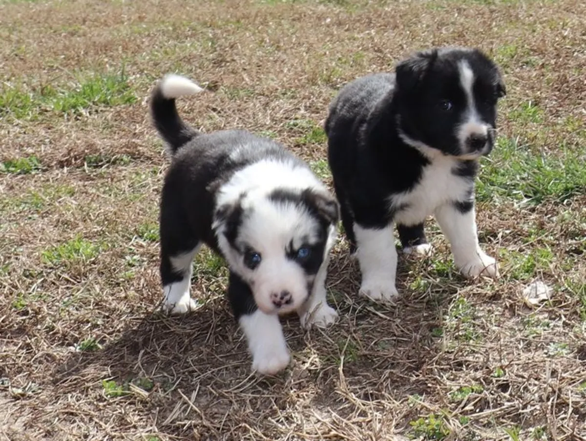 Hermosos cachorros de Border Collie, machos y hembras.