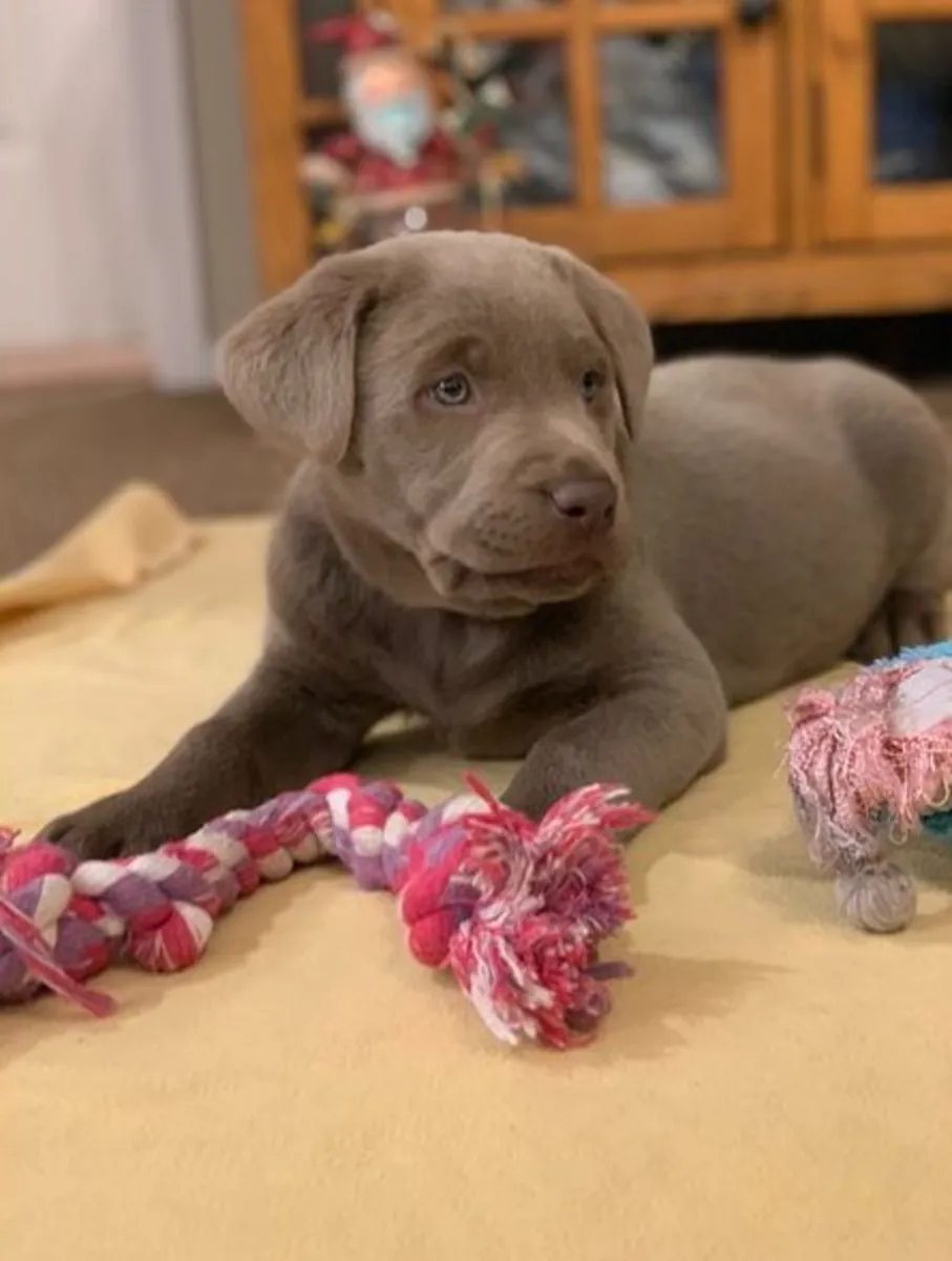 Adorables cachorros de labrador registrados en el KC en venta