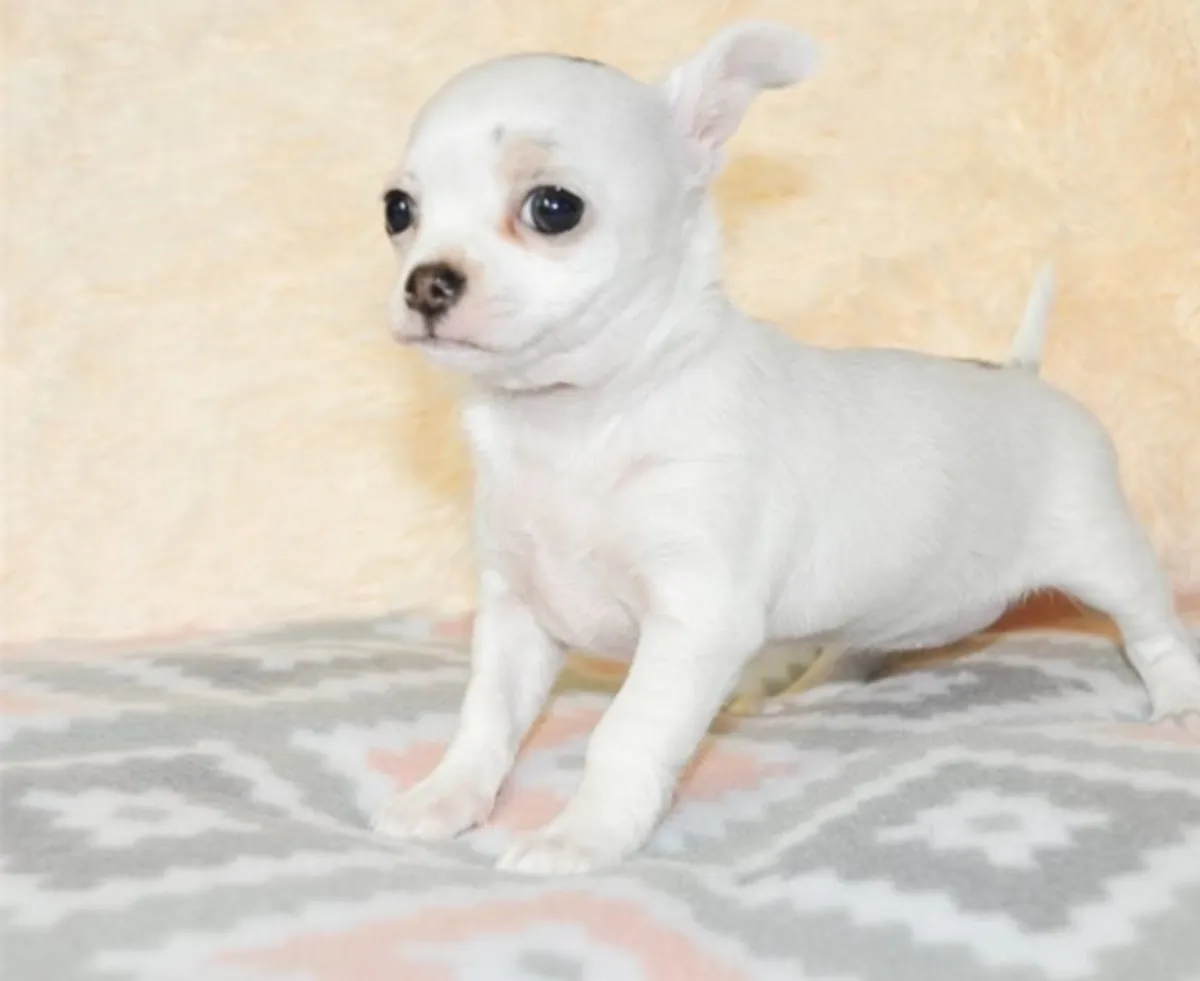 Hermosas cachorros de chihuahua criadas en hogar amoroso