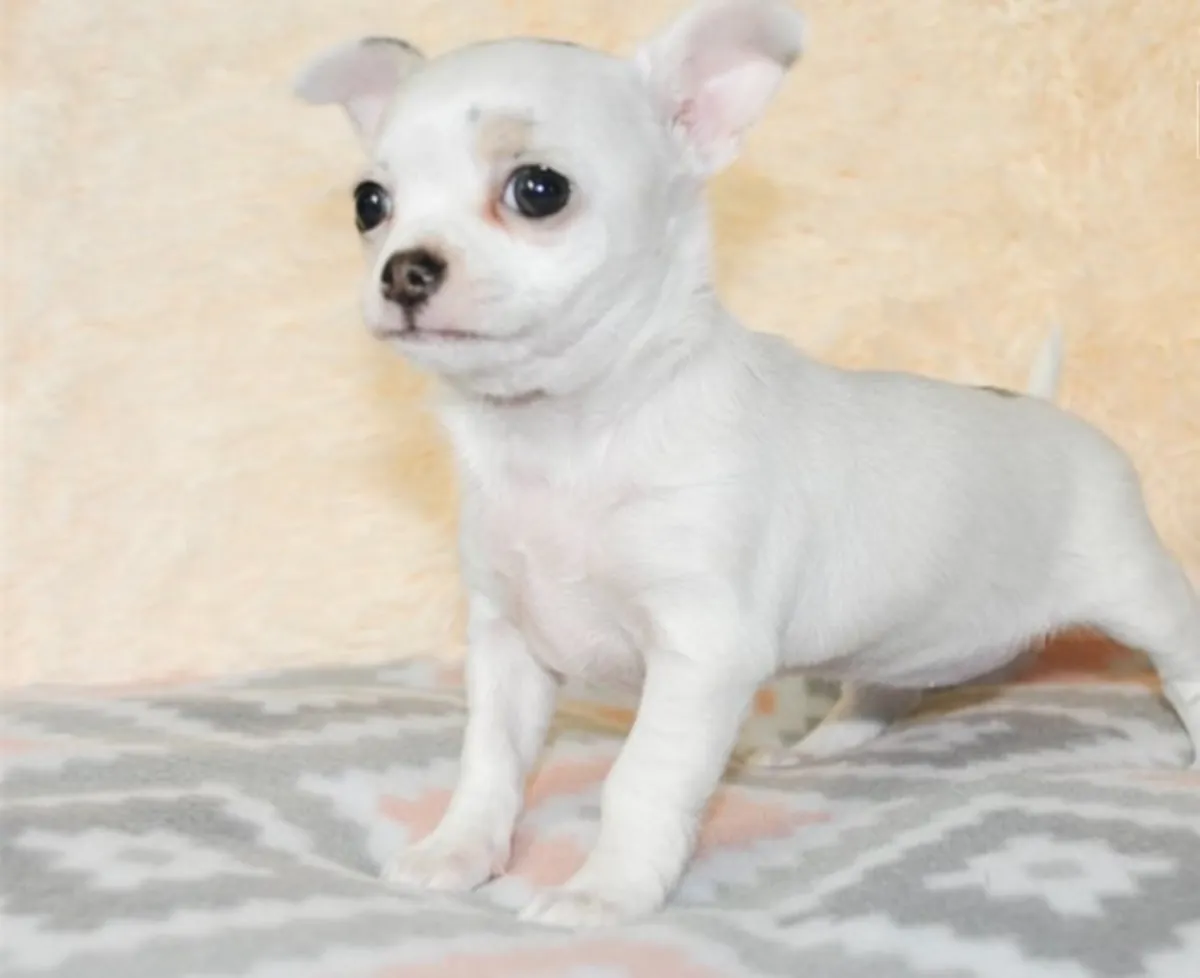 Hermosas cachorros de chihuahua criadas en hogar amoroso