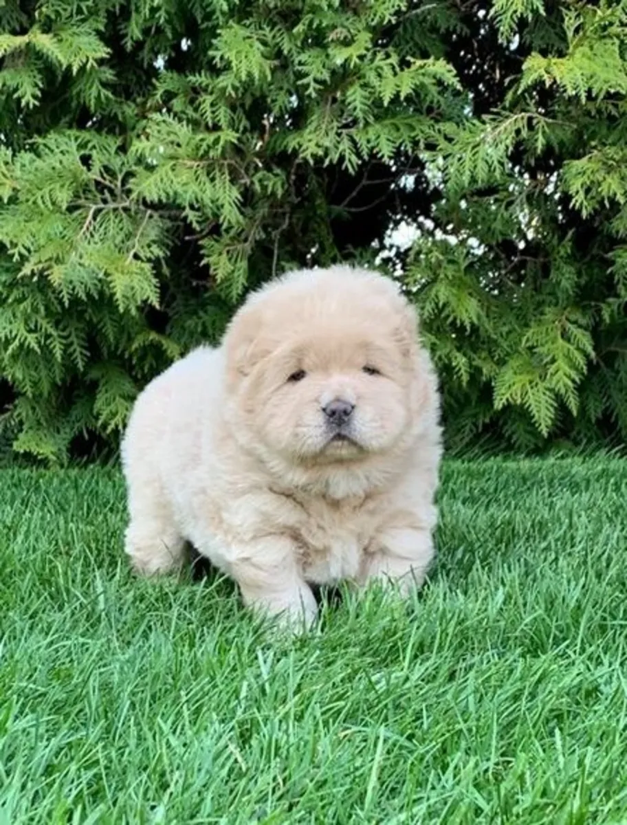 🧸🐾 Hermosos cachorros de Chow Chow 🐾🧸