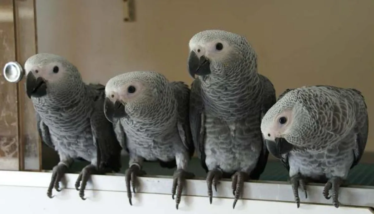 Perroquet d'Afrique (gris du Gabon)