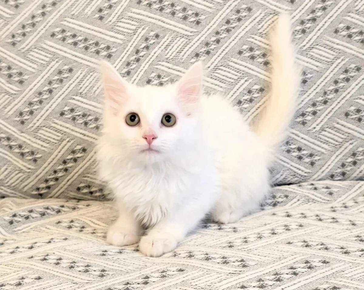 beautiful Turkish Angora kitten
