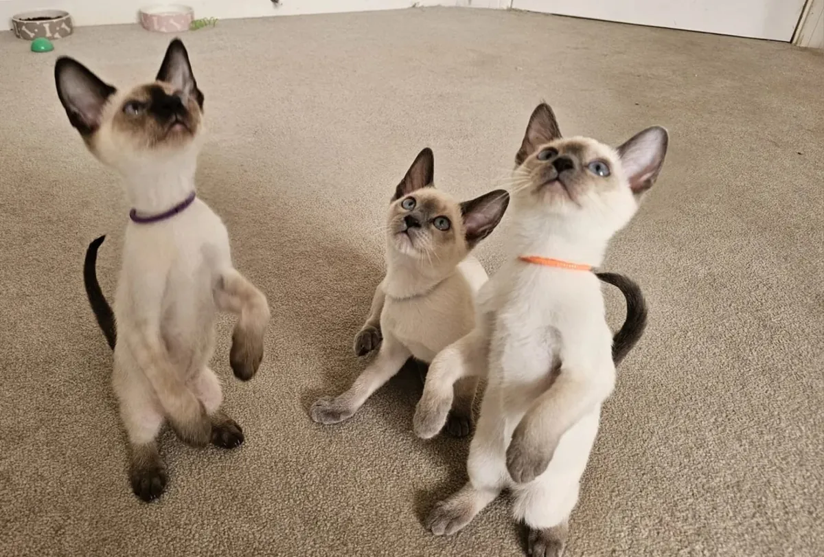 Wonderful Siamese Kittens Ready to leave