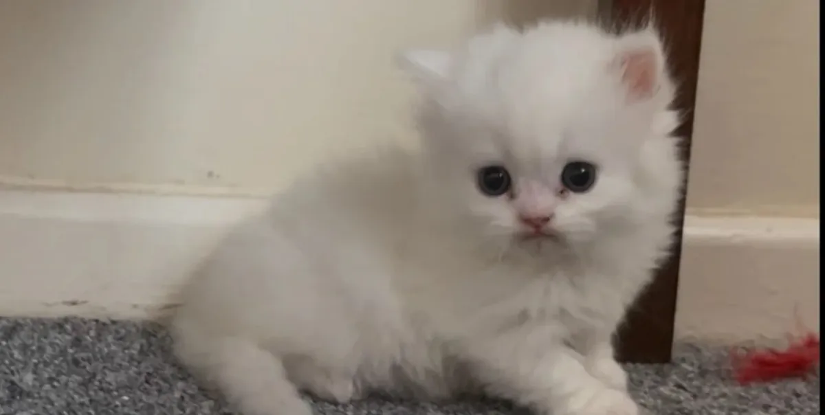 котенок манчкин