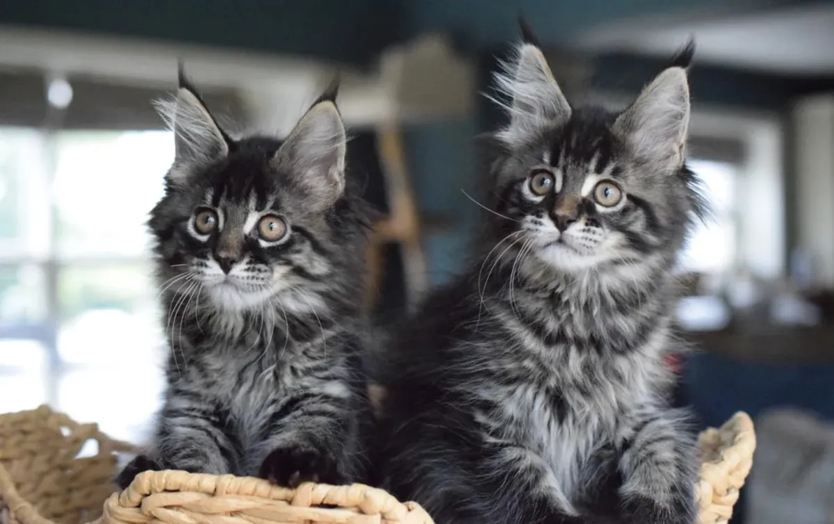Maine Coon kittens