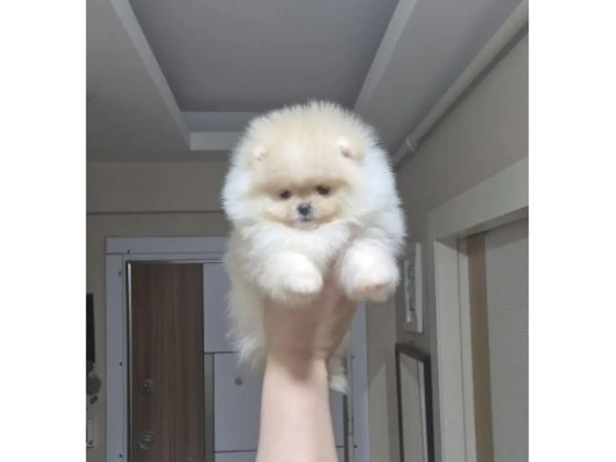 Yoğun tüylü ve dengeli karakterli Pomeranian erkek