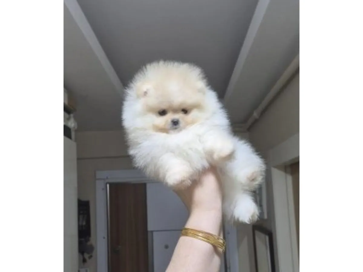 Yoğun tüylü ve dengeli karakterli Pomeranian erkek