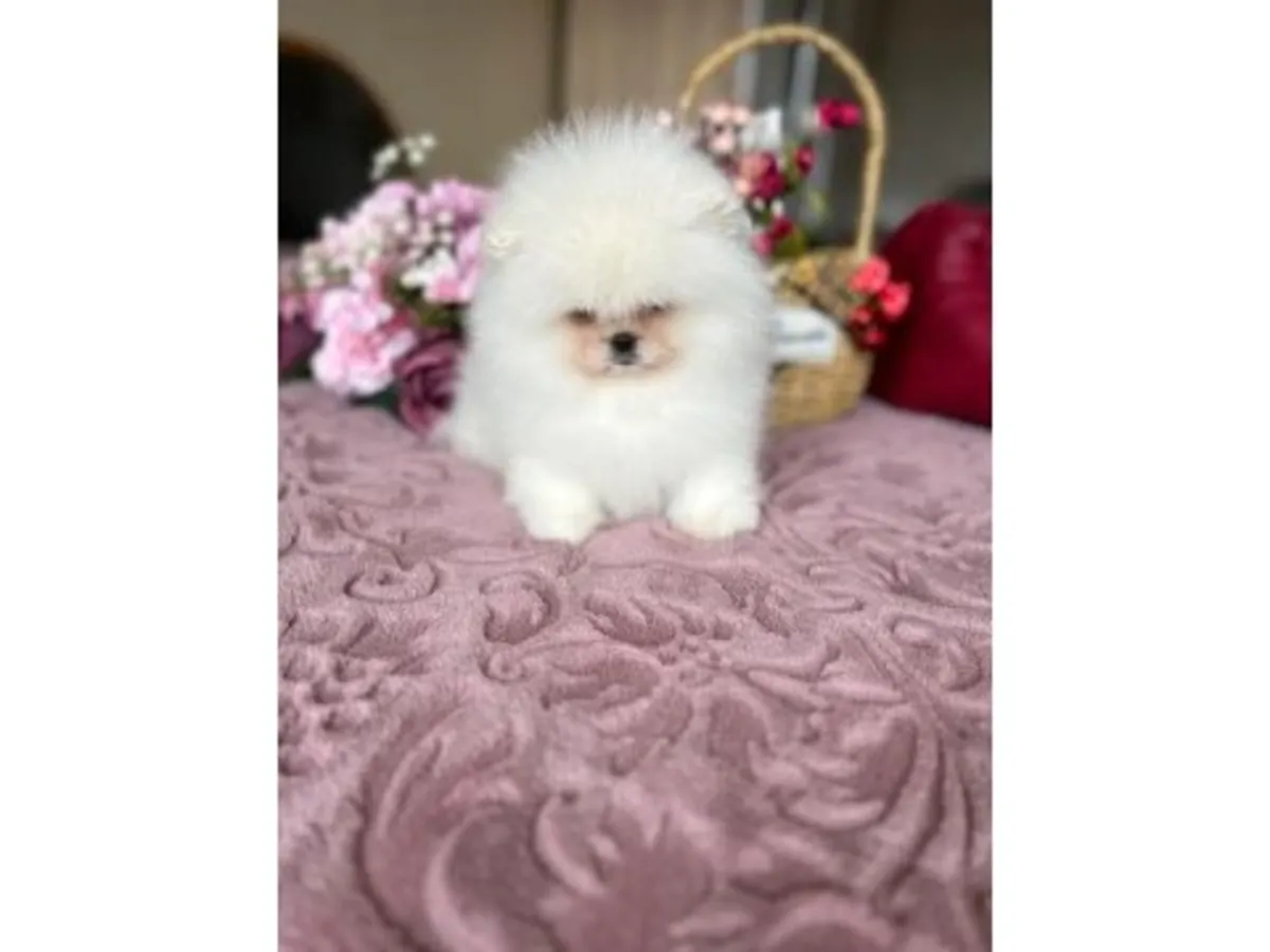 Sevecen ve uyumlu dişi Pomeranian yavru