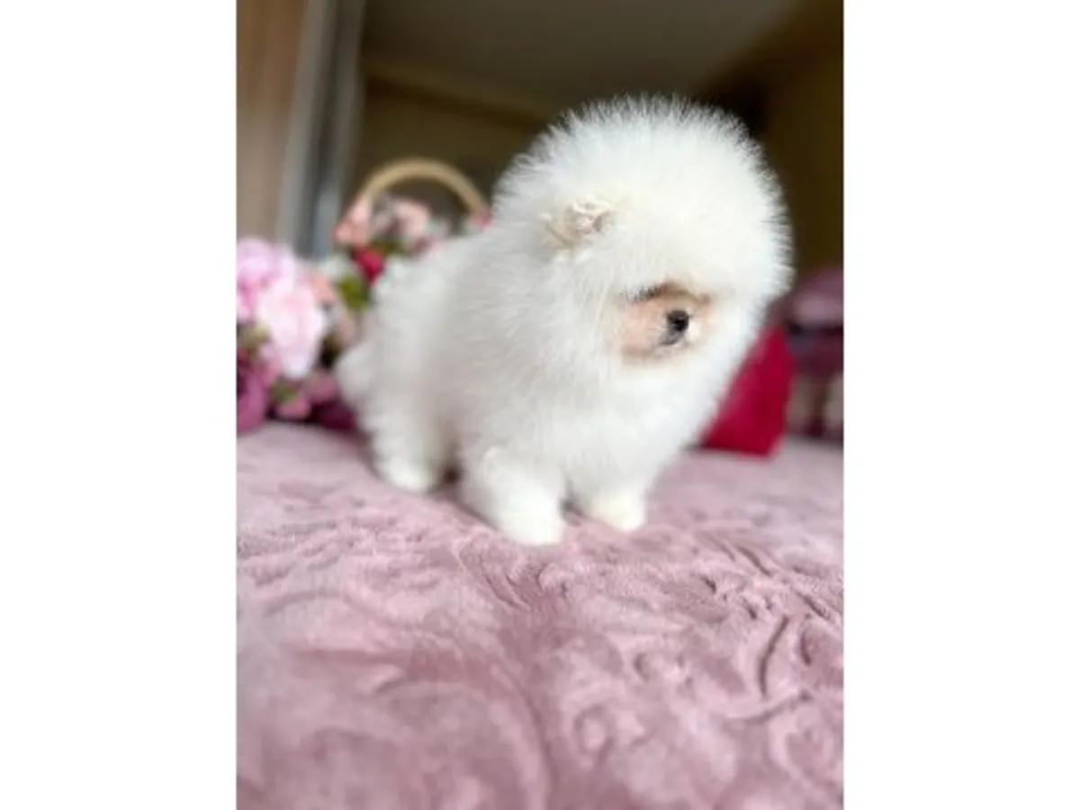 Sevecen ve uyumlu dişi Pomeranian yavru