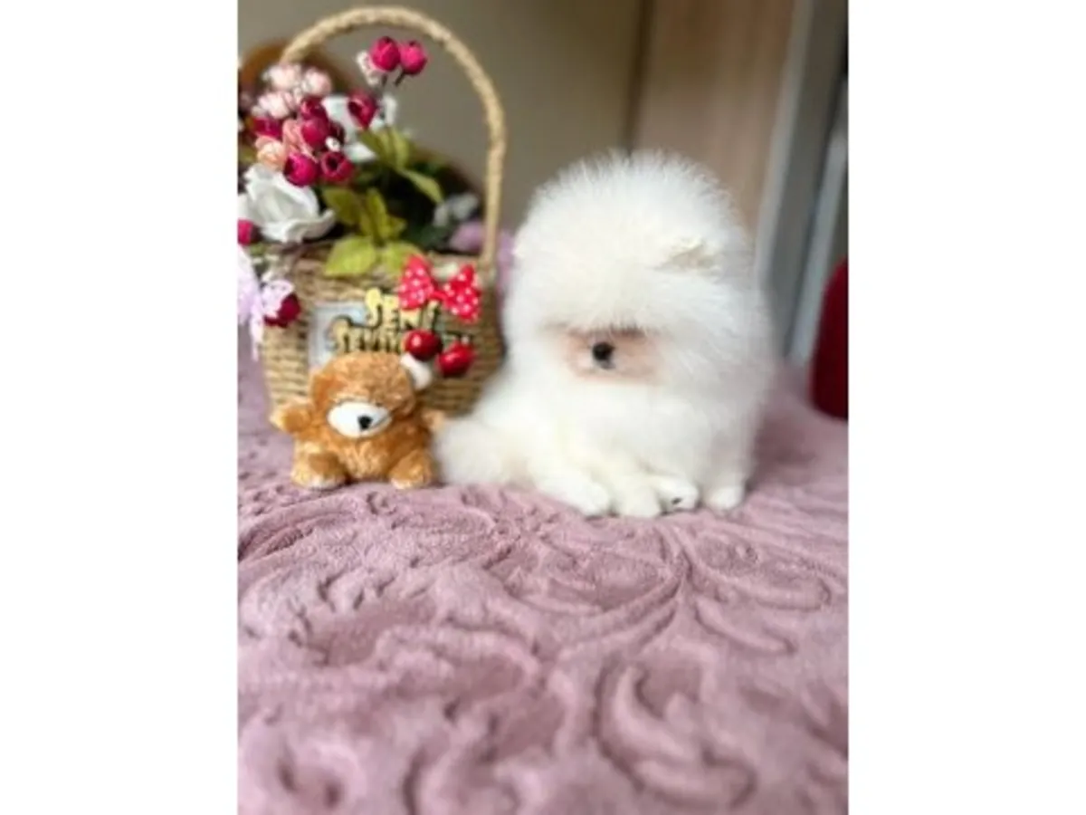 Sevecen ve uyumlu dişi Pomeranian yavru